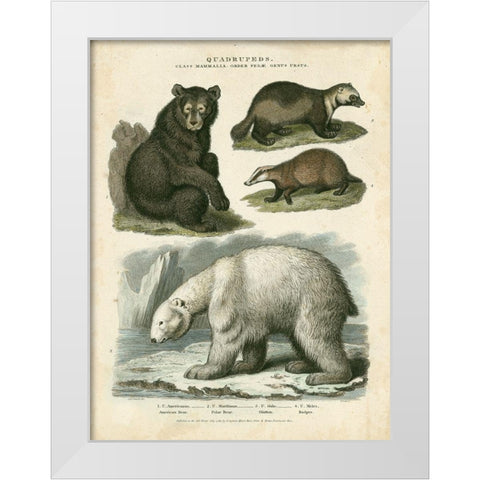 Brown Bear and Polar Bear White Modern Wood Framed Art Print by Edwards, Sydenham