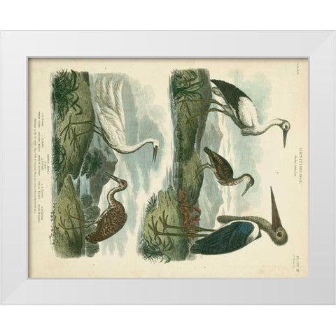 Heron and Crane Species I White Modern Wood Framed Art Print by Edwards, Sydenham