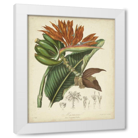 Twining Botanicals III White Modern Wood Framed Art Print by Twining, Elizabeth
