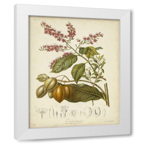 Twining Botanicals IV White Modern Wood Framed Art Print by Twining, Elizabeth