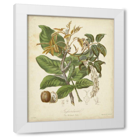 Twining Botanicals VI White Modern Wood Framed Art Print by Twining, Elizabeth