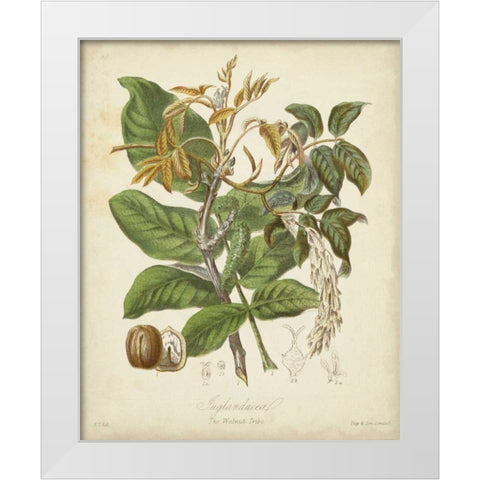 Twining Botanicals VI White Modern Wood Framed Art Print by Twining, Elizabeth