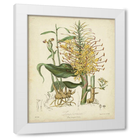 Twining Botanicals VII White Modern Wood Framed Art Print by Twining, Elizabeth