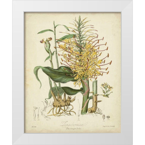 Twining Botanicals VII White Modern Wood Framed Art Print by Twining, Elizabeth