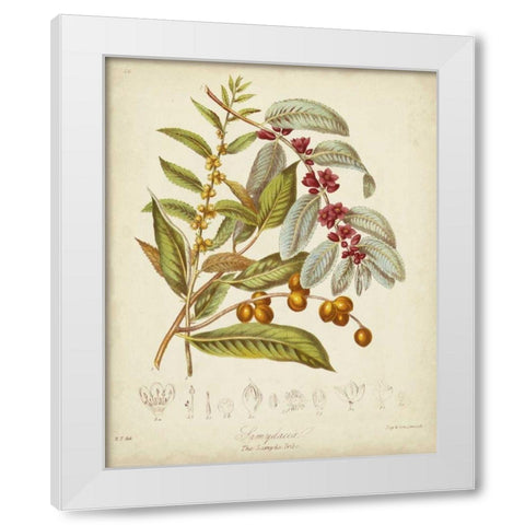 Twining Botanicals VIII White Modern Wood Framed Art Print by Twining, Elizabeth
