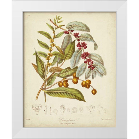 Twining Botanicals VIII White Modern Wood Framed Art Print by Twining, Elizabeth