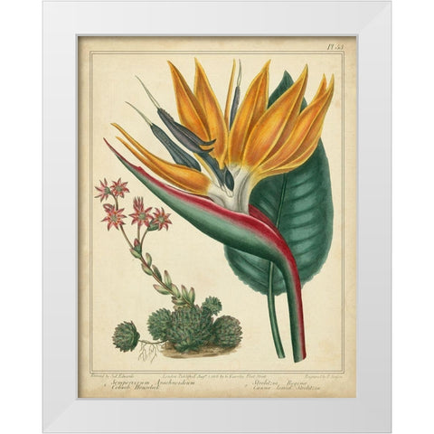 Golden Bird of Paradise White Modern Wood Framed Art Print by Edwards, Sydenham