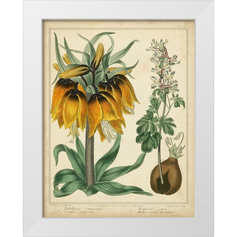 Golden Crown Imperial White Modern Wood Framed Art Print by Edwards, Sydenham
