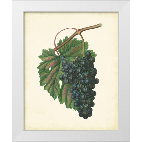 Plantation Grapes I White Modern Wood Framed Art Print by Unknown