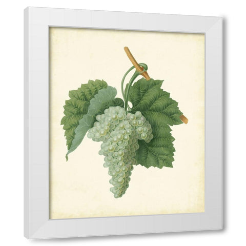 Plantation Grapes II White Modern Wood Framed Art Print by Unknown