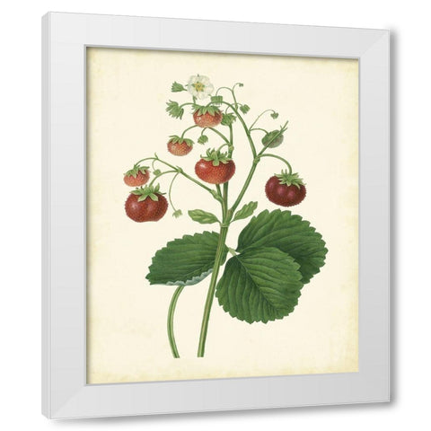 Plantation Strawberries I White Modern Wood Framed Art Print by Unknown