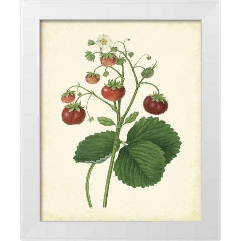 Plantation Strawberries I White Modern Wood Framed Art Print by Unknown
