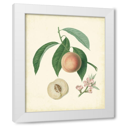 Plantation Peaches I White Modern Wood Framed Art Print by Unknown