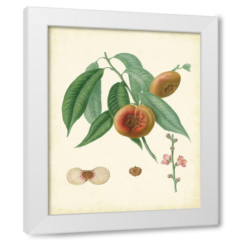 Plantation Peaches II White Modern Wood Framed Art Print by Unknown