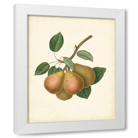 Plantation Pears I White Modern Wood Framed Art Print by Unknown