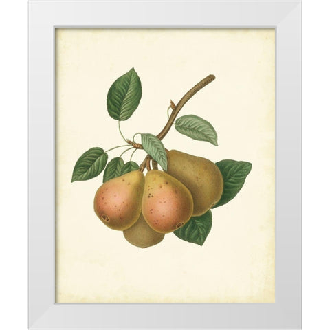 Plantation Pears I White Modern Wood Framed Art Print by Unknown