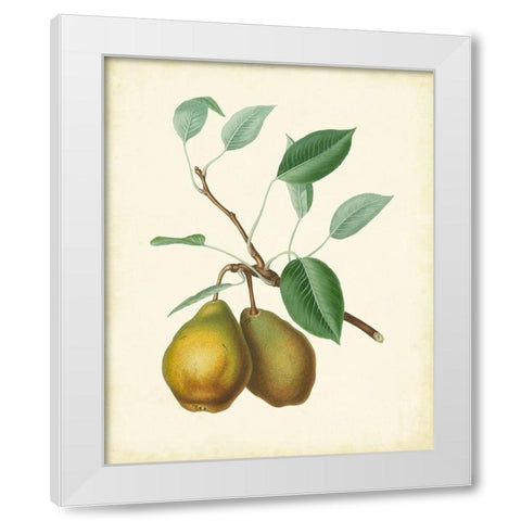 Plantation Pears II White Modern Wood Framed Art Print by Unknown