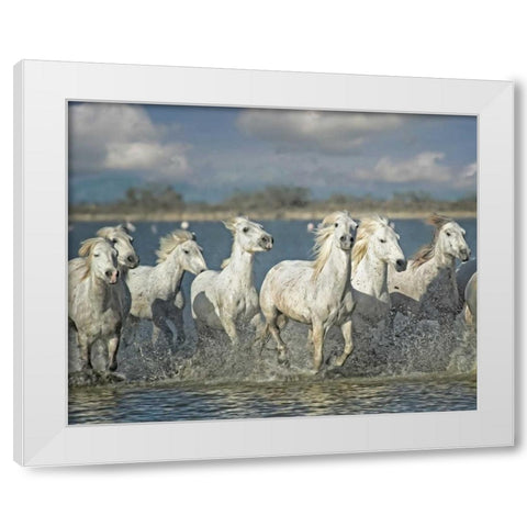 White Horses of the Camargue White Modern Wood Framed Art Print by PHBurchett