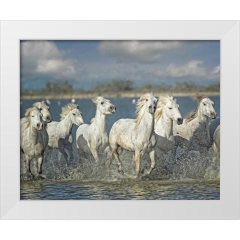 White Horses of the Camargue White Modern Wood Framed Art Print by PHBurchett