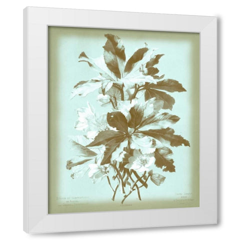 Dussurgey Ellebore on Blue White Modern Wood Framed Art Print by Dussurgey, Chabal