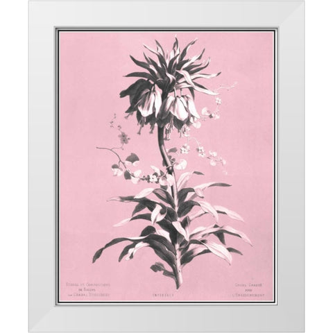Dussurgey Imperiale on Pink White Modern Wood Framed Art Print by Dussurgey, Chabal
