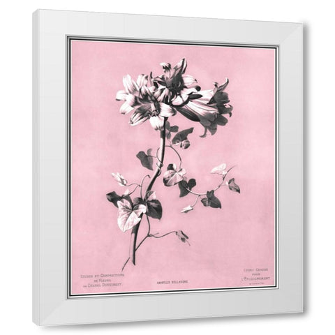 Dussurgey Amaryllis on Pink White Modern Wood Framed Art Print by Dussurgey, Chabal