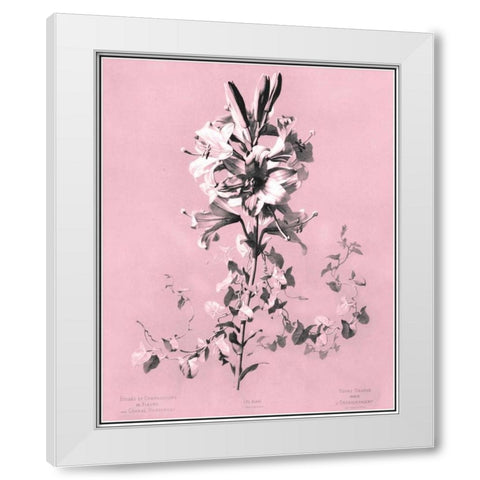 Dussurgey Lilium on Pink White Modern Wood Framed Art Print by Dussurgey, Chabal
