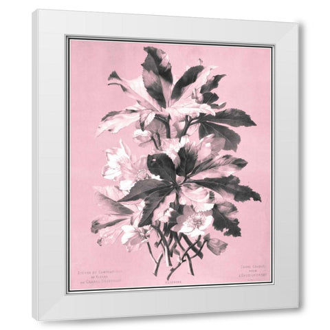 Dussurgey Ellebore on Pink White Modern Wood Framed Art Print by Dussurgey, Chabal