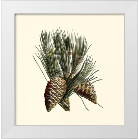 Bordeaux Pine White Modern Wood Framed Art Print by Unknown
