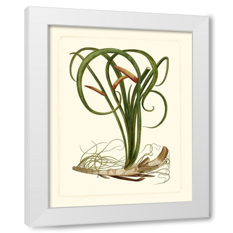 Exotic Flora VI White Modern Wood Framed Art Print by Vision Studio