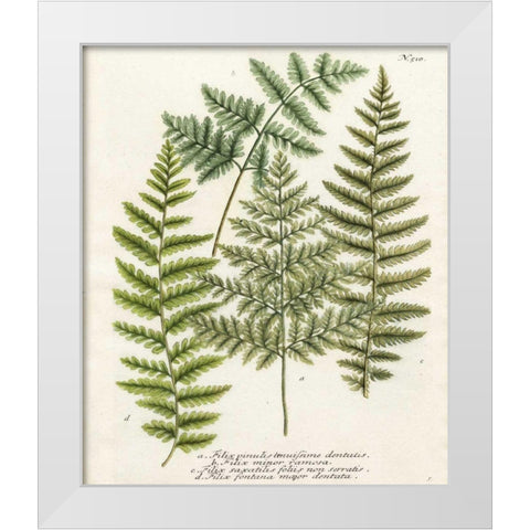 Fern Gathering I White Modern Wood Framed Art Print by Weinmann
