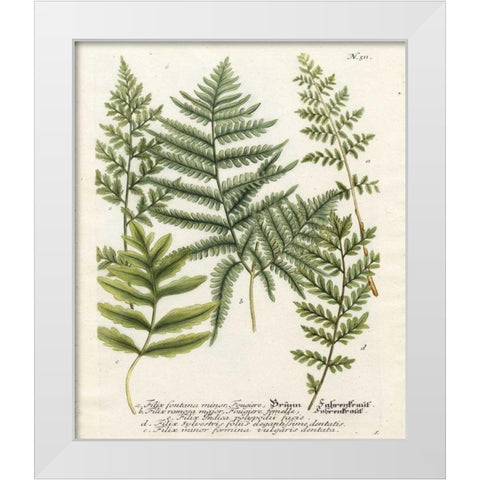 Fern Gathering II White Modern Wood Framed Art Print by Weinmann