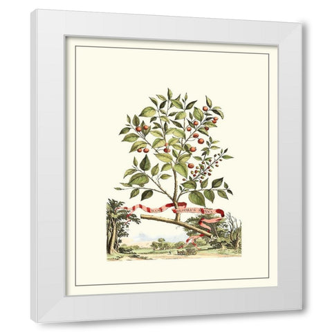 Grandiose View III White Modern Wood Framed Art Print by Munting, Abraham