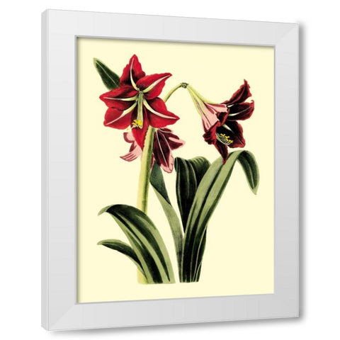 Royal Botanical Study I White Modern Wood Framed Art Print by Cotton, B