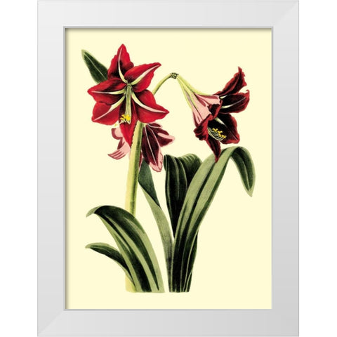Royal Botanical Study I White Modern Wood Framed Art Print by Cotton, B