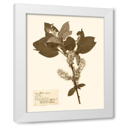 Pressed Flower Study I White Modern Wood Framed Art Print by Vision Studio