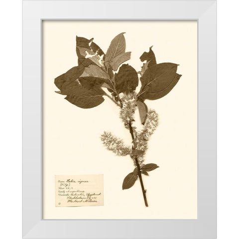 Pressed Flower Study I White Modern Wood Framed Art Print by Vision Studio