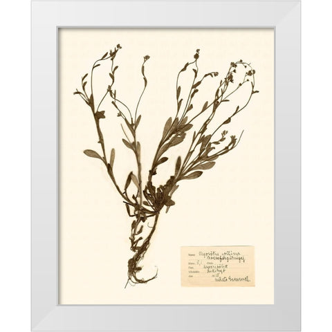 Pressed Flower Study II White Modern Wood Framed Art Print by Vision Studio