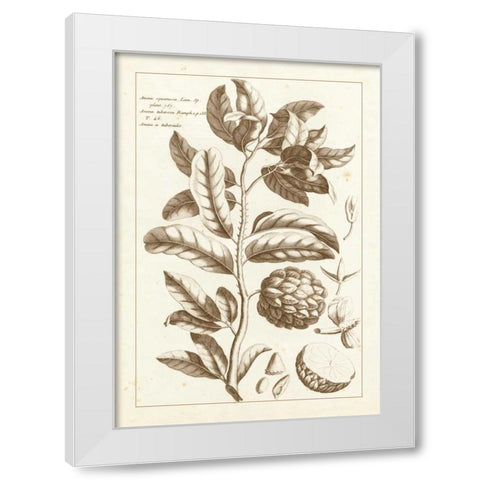 Sepia Buchoz Exotics I White Modern Wood Framed Art Print by Buchoz, Pierre Josep