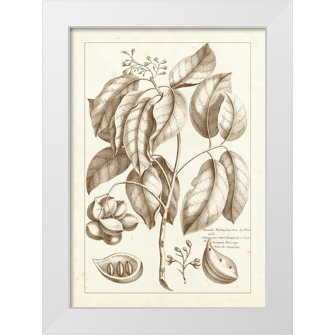 Sepia Buchoz Exotics II White Modern Wood Framed Art Print by Buchoz, Pierre Josep