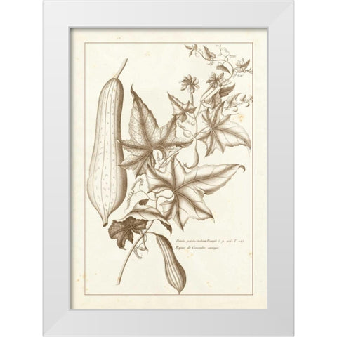 Sepia Buchoz Exotics IV White Modern Wood Framed Art Print by Buchoz, Pierre Josep