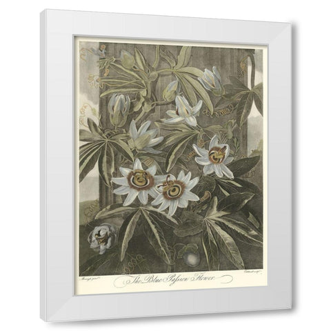 Blue Passionflower (A) White Modern Wood Framed Art Print by Thornton, Robert J.