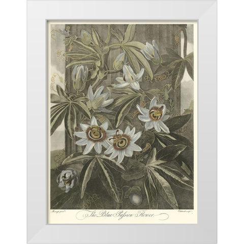 Blue Passionflower (A) White Modern Wood Framed Art Print by Thornton, Robert J.