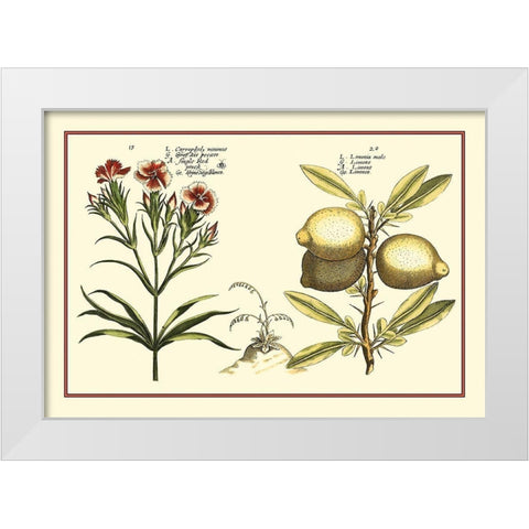 Garden Botanica IV White Modern Wood Framed Art Print by Vision Studio