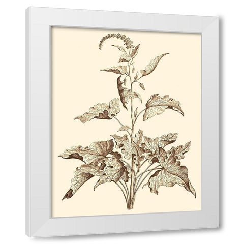 Sepia Munting Foliage II White Modern Wood Framed Art Print by Munting, Abraham