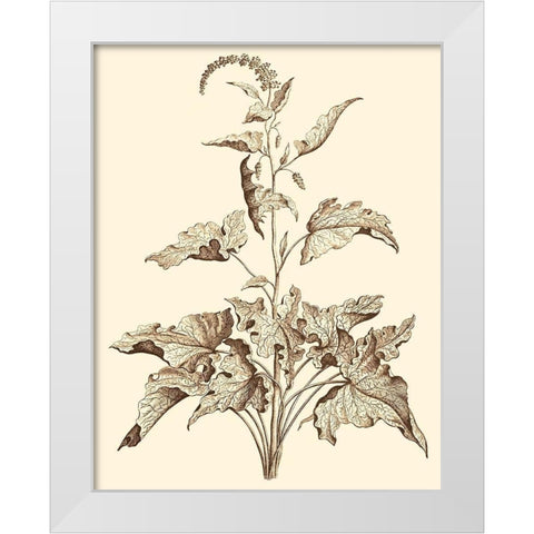 Sepia Munting Foliage II White Modern Wood Framed Art Print by Munting, Abraham