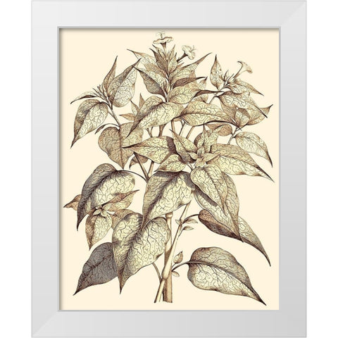 Sepia Munting Foliage III White Modern Wood Framed Art Print by Munting, Abraham