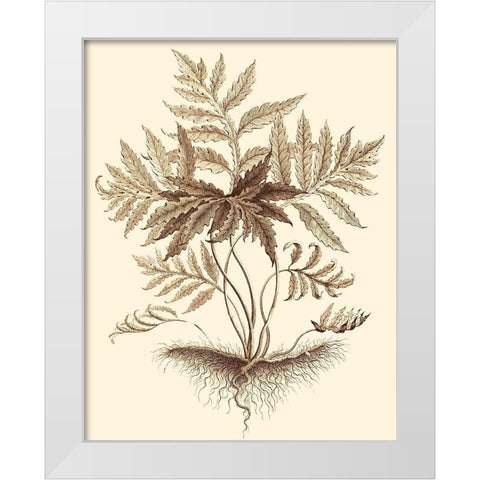 Sepia Munting Foliage IV White Modern Wood Framed Art Print by Munting, Abraham
