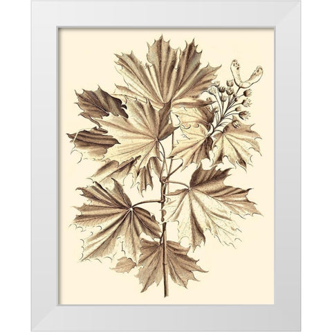 Sepia Munting Foliage V White Modern Wood Framed Art Print by Munting, Abraham