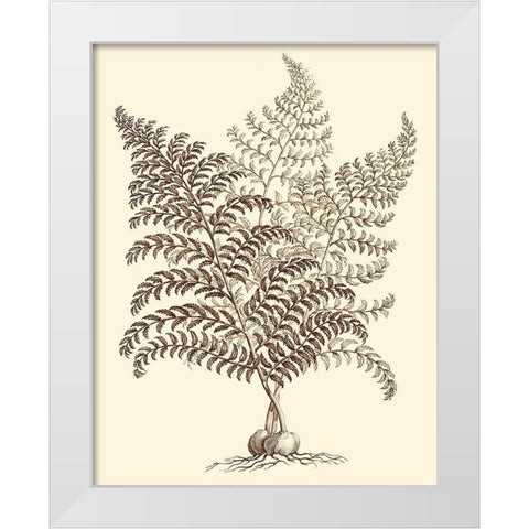 Sepia Munting Foliage VI White Modern Wood Framed Art Print by Munting, Abraham